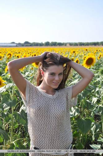 The Naked Body Of Cute Teen Valeria A Looks Great In The Sun Flowers Field on nudepicso.com